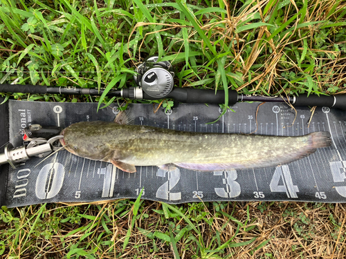 ナマズの釣果