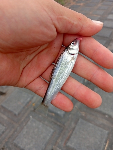 モツゴの釣果