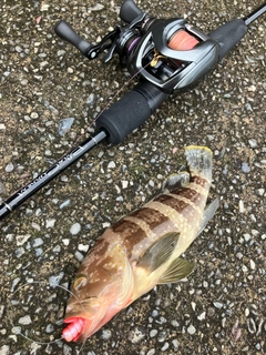 アオハタの釣果