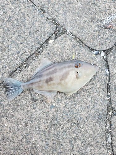 ウマヅラハギの釣果