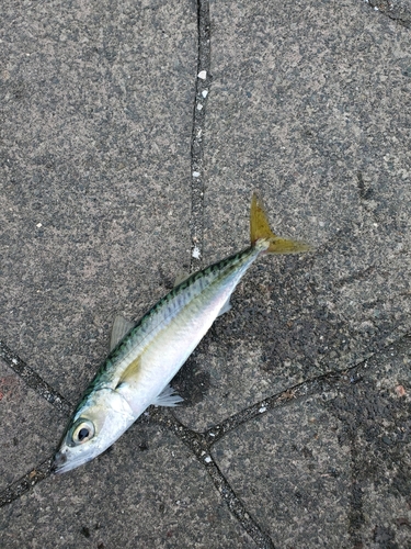 サバの釣果