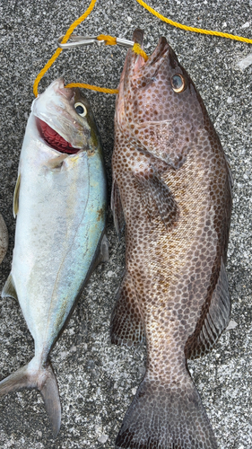 オオモンハタの釣果