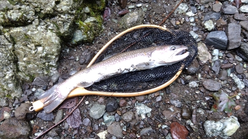 イワナの釣果