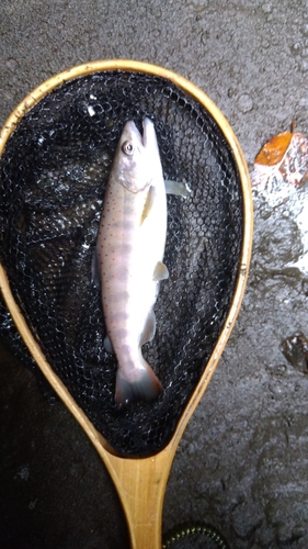 アマゴの釣果