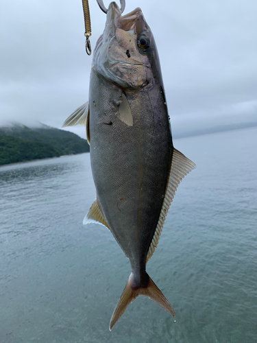 ネイリの釣果