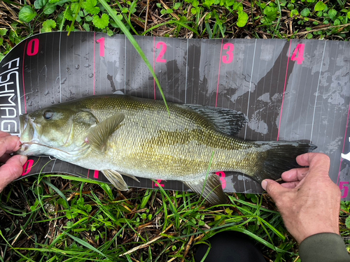 スモールマウスバスの釣果