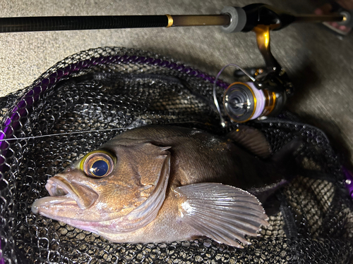 シロメバルの釣果