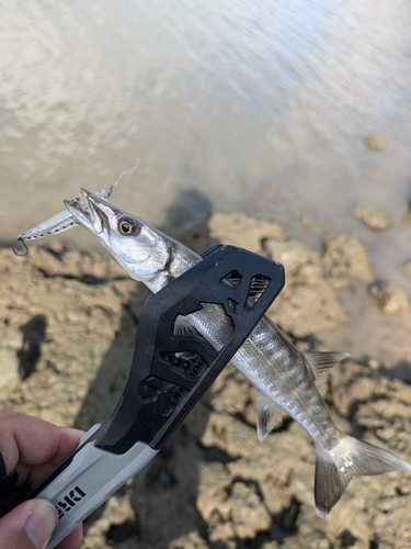 カマスの釣果