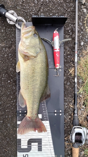 ブラックバスの釣果