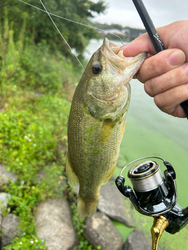 ラージマウスバスの釣果