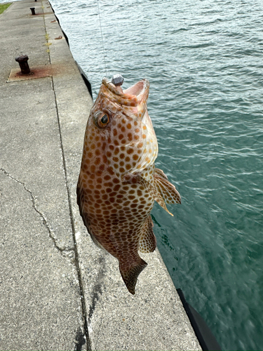 オオモンハタの釣果