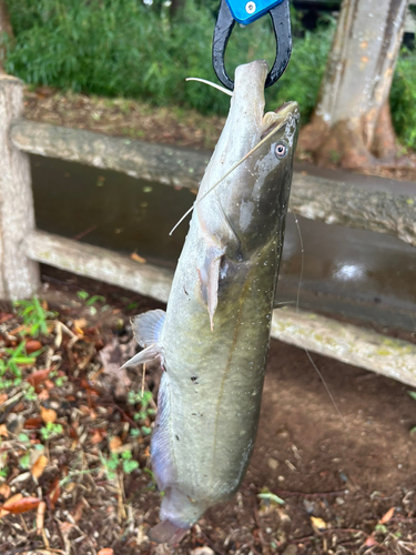 ナマズの釣果