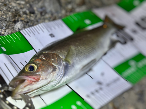 ヒラスズキの釣果