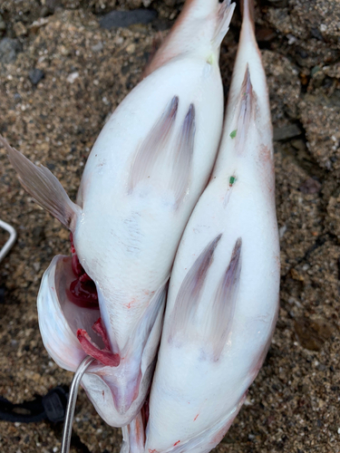 マダイの釣果