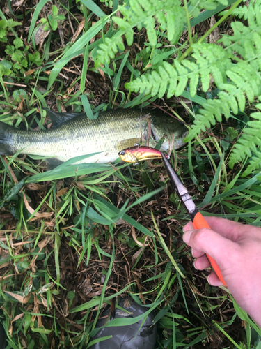 ブラックバスの釣果