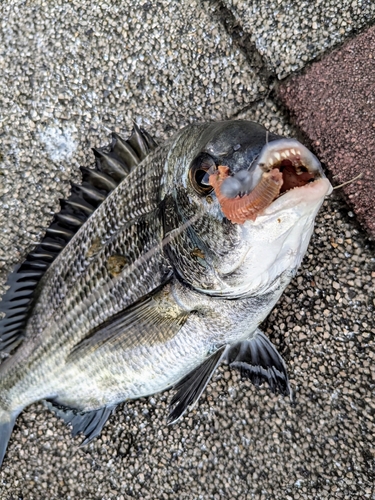 豊洲ぐるり公園