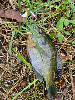 ブルーギルの釣果