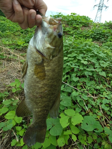 スモールマウスバスの釣果