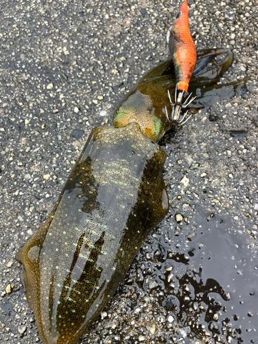 アオリイカの釣果