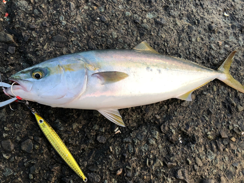 イナダの釣果