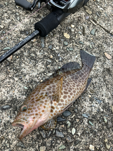 オオモンハタの釣果