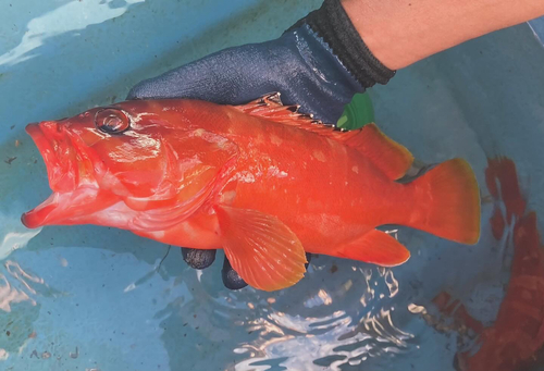 アカハタの釣果