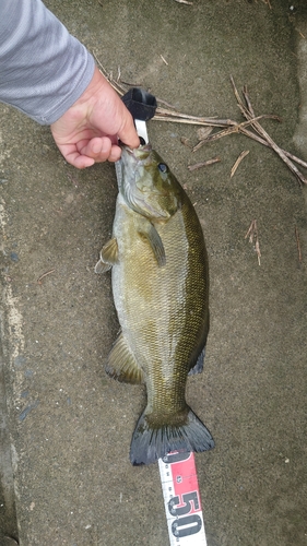 スモールマウスバスの釣果