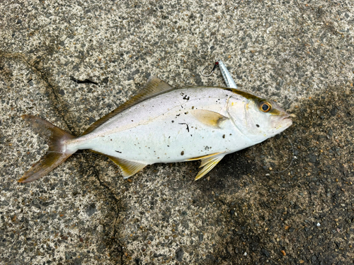 シオの釣果