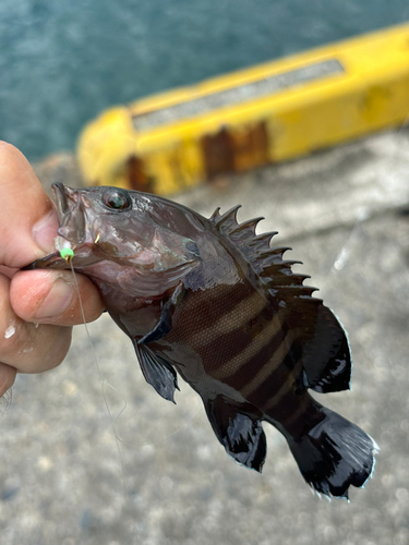 オオモンハタの釣果