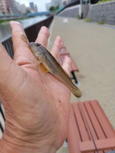 マハゼの釣果