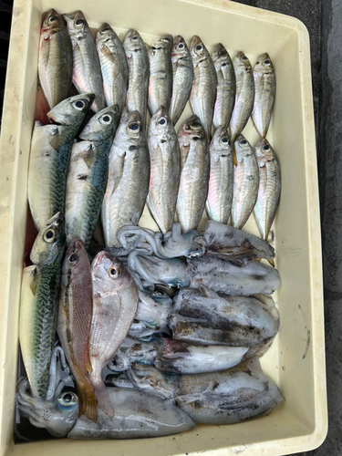 アジの釣果