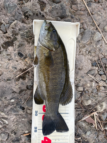 スモールマウスバスの釣果