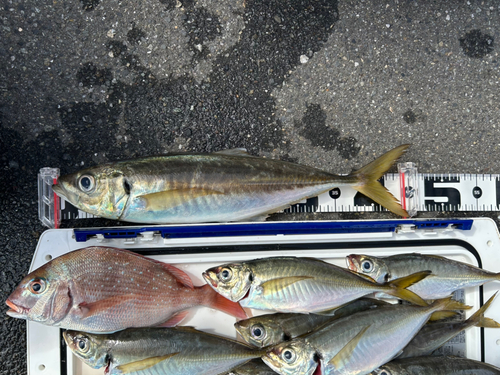 アジの釣果