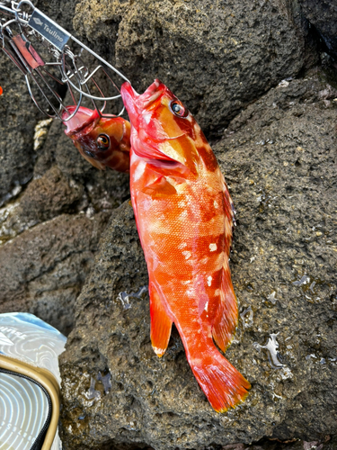 アカハタの釣果