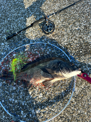 チヌの釣果