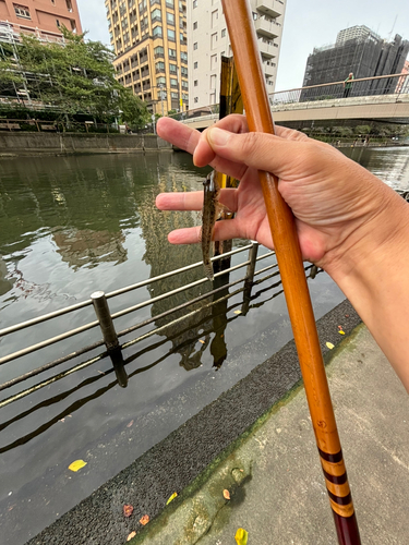 マハゼの釣果