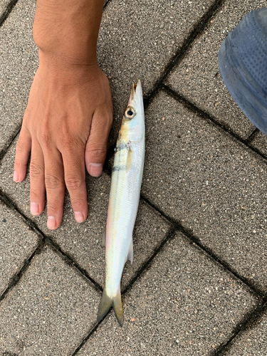 アカカマスの釣果