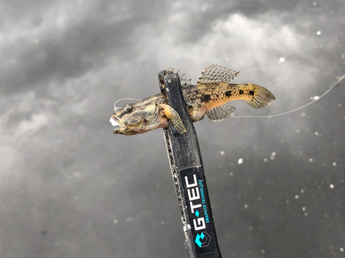 ウロハゼの釣果