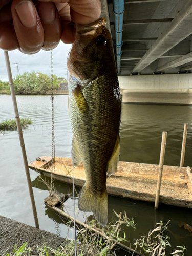 ラージマウスバスの釣果