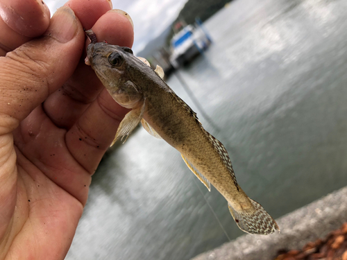 マハゼの釣果