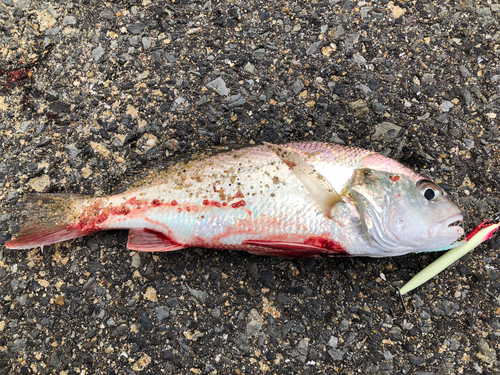 シログチの釣果