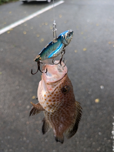 オオモンハタの釣果