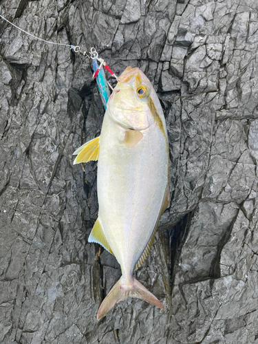 ネリゴの釣果