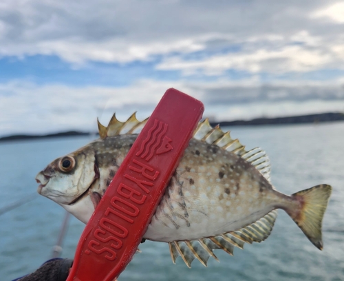 アイゴの釣果