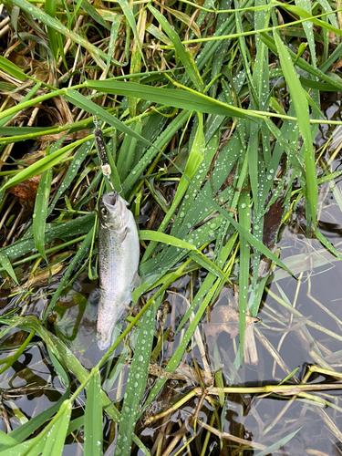 ニジマスの釣果