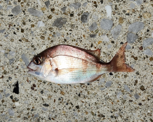 チャリコの釣果