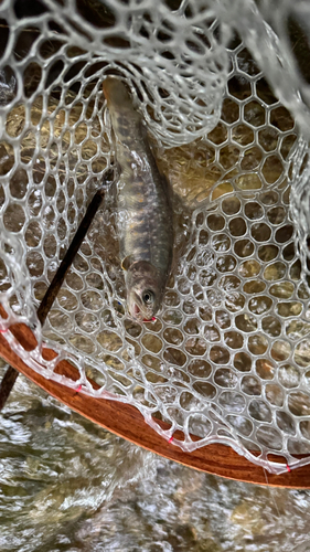 ニッコウイワナの釣果