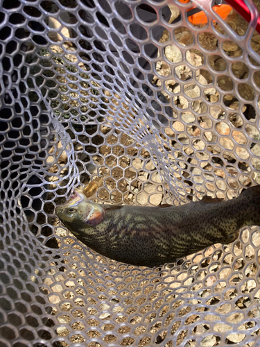 ニジマスの釣果