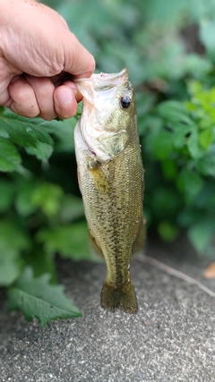 ラージマウスバスの釣果