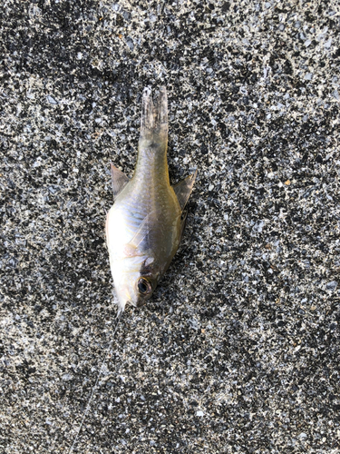 ネンブツダイの釣果